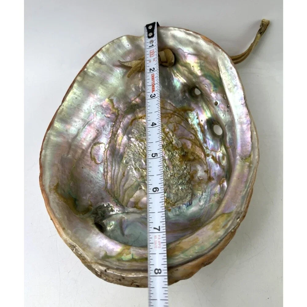 Vintage Abalone Half Shell 8.25